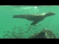Galapagos Marine Iguanas And Galapagos Sea Lions
