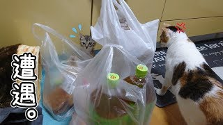２日目にして、ばったり鉢合わせ！【れんこま日記 ３】