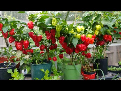 , title : 'How to grow Scotch bonnet/ habanero peppers from seeds: from seeds to harvest (17 Oct. 20)