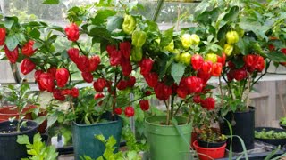How to grow Scotch bonnet/ habanero peppers from seeds: from seeds to harvest (17 Oct. 20)