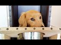 Why I'm giving up this Golden Retriever puppy 😢 | RescueLife