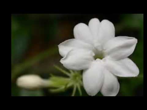 DJ Styx & Tommy Driker & Mesik "PARADISIA MASH UP 2016" 👍