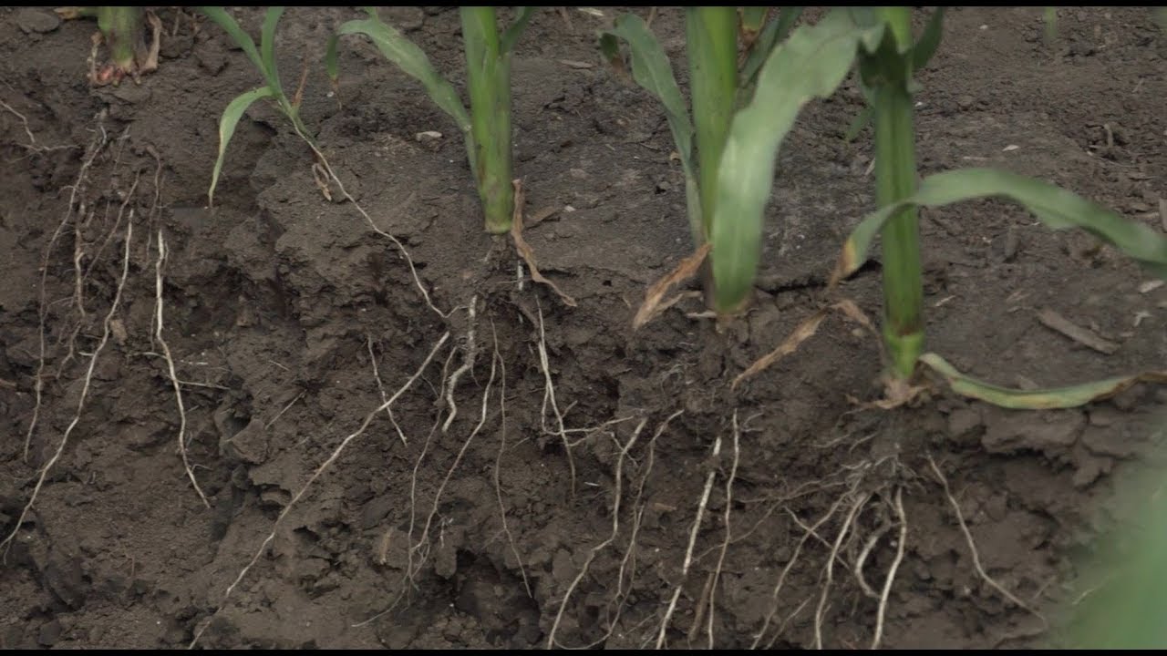 Taking Control with Subsurface Drip Irrigation