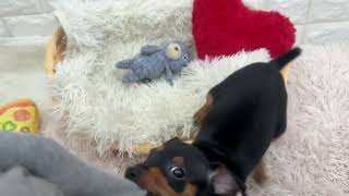 ミニチュアピンシャーの動画01