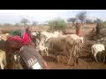 Jilasa Shule Ya Ng Ombe Ng Ombe May 9 2026
