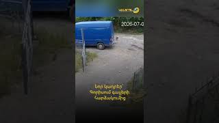 Նոր կադրեր՝ Գորիսում գայլերի հարձակումից