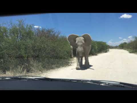 Elephant Attack, Etosha National Park, Namibia - 2018