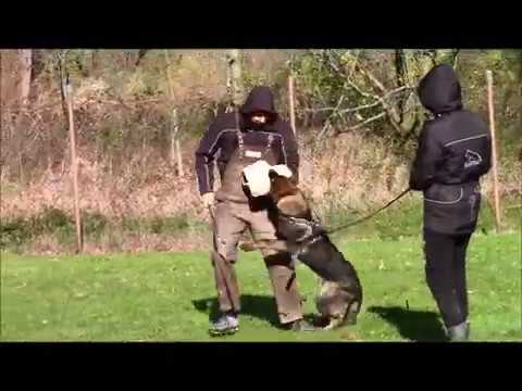 Pongo z Jukasu 7,5 months