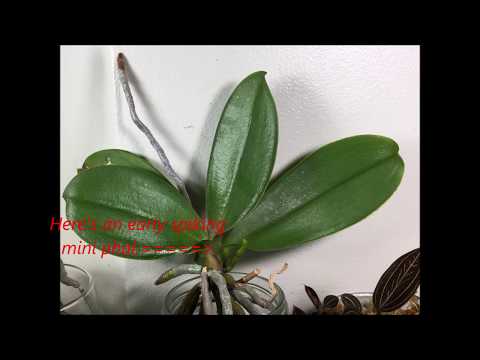 2019 November Orchid Update