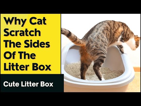 Why Does My Cat Scratch The Sides Of The Litter Box (Reasons You Must Know) - Cute Litter Box