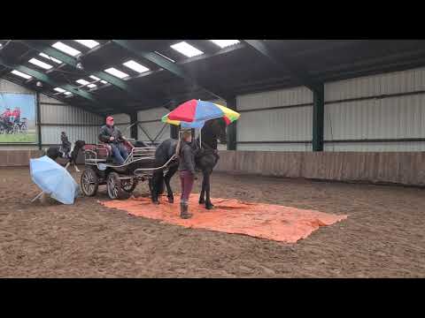 Stal Okkema's Appie - Thorben x Onne - star stallion - 2016 - for sale