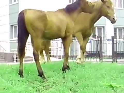 Чуть не вставил)))