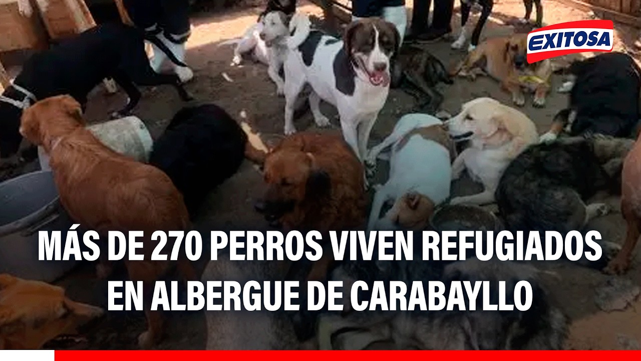🔴🔵 Más de 270 perros viven refugiados en albergue de Carabayllo y esperan a ser adoptados