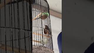 Download lagu Cigun ngebren ngedan mp3