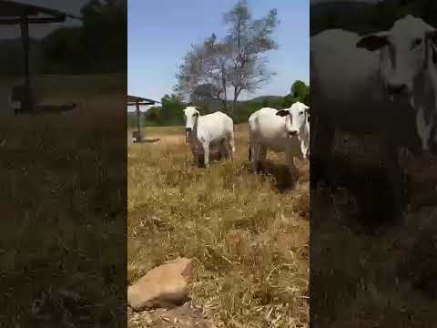 MATRIZES NELORE FAZENDA ENGENHO D'ÁGUA - MARA ROSA/GO