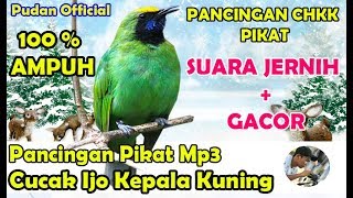 Download lagu SUARA PIKAT MP3 - PANCINGAN PIKAT CUCAK IJO KEPALA KUNING GACOR SUARA JERNIH 1 JAM NONSTOP mp3 Download lagu SUARA PIKAT MP3 - PANCINGAN PIKAT CUCAK IJO KEPALA KUNING GACOR SUARA JERNIH 1 JAM NONSTOP mp3