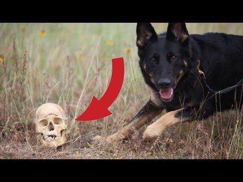 Canine Archaeologists Sniff Out 3,000-Year-Old Graves in Croatia