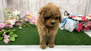 トイプードルの動画01