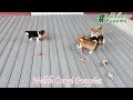 Welsh Corgi Pembroke dogs for sale: Milo - Video 1