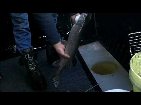 Ice Fishing 2013, 3rd Time Out. Another Limit of Northern Pike.