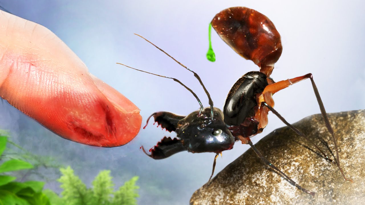 BITTEN by the BIGGEST ANT in the World!