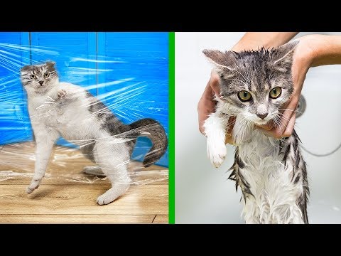 download lagu mp3 mp4 Hack Cats, download lagu Hack Cats gratis, unduh video klip Hack Cats