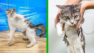 14 Life Hacks For Cats!