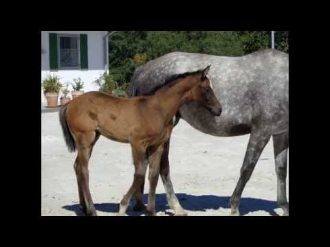 VERDI x Clinton x Lancer lll x Grannus, Hengstfohlen *07.06.15