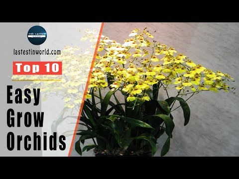 Top 10 Easy To Grow Orchids - Orchid Care For Beginners
