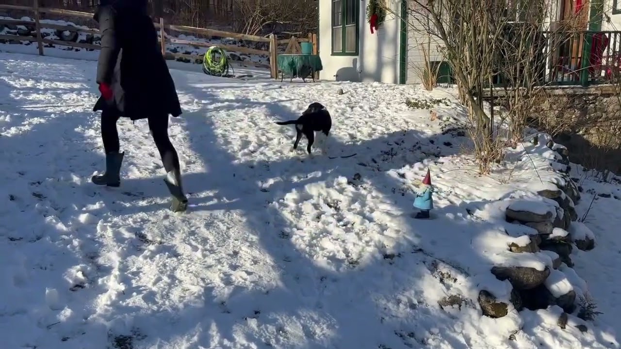 Enlarge Pocus, a ADOPTABLE mixed breed in Danbury, CT video 6/6