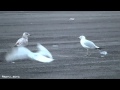 Seagull Breakfast In A Parking Lot