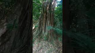 Download lagu Suara kuntilanak mp3