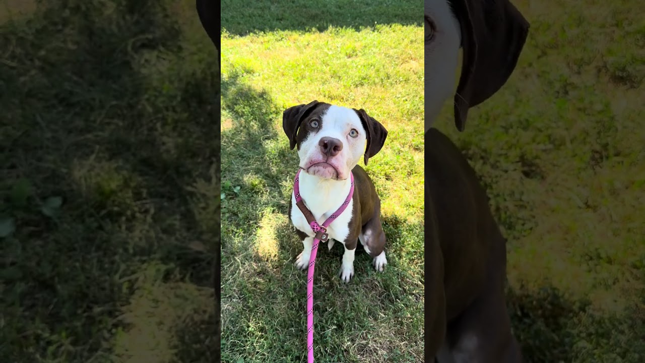 Valenciana, a ADOPTABLE Pit Bull Terrier in Chicago, IL video 5/5