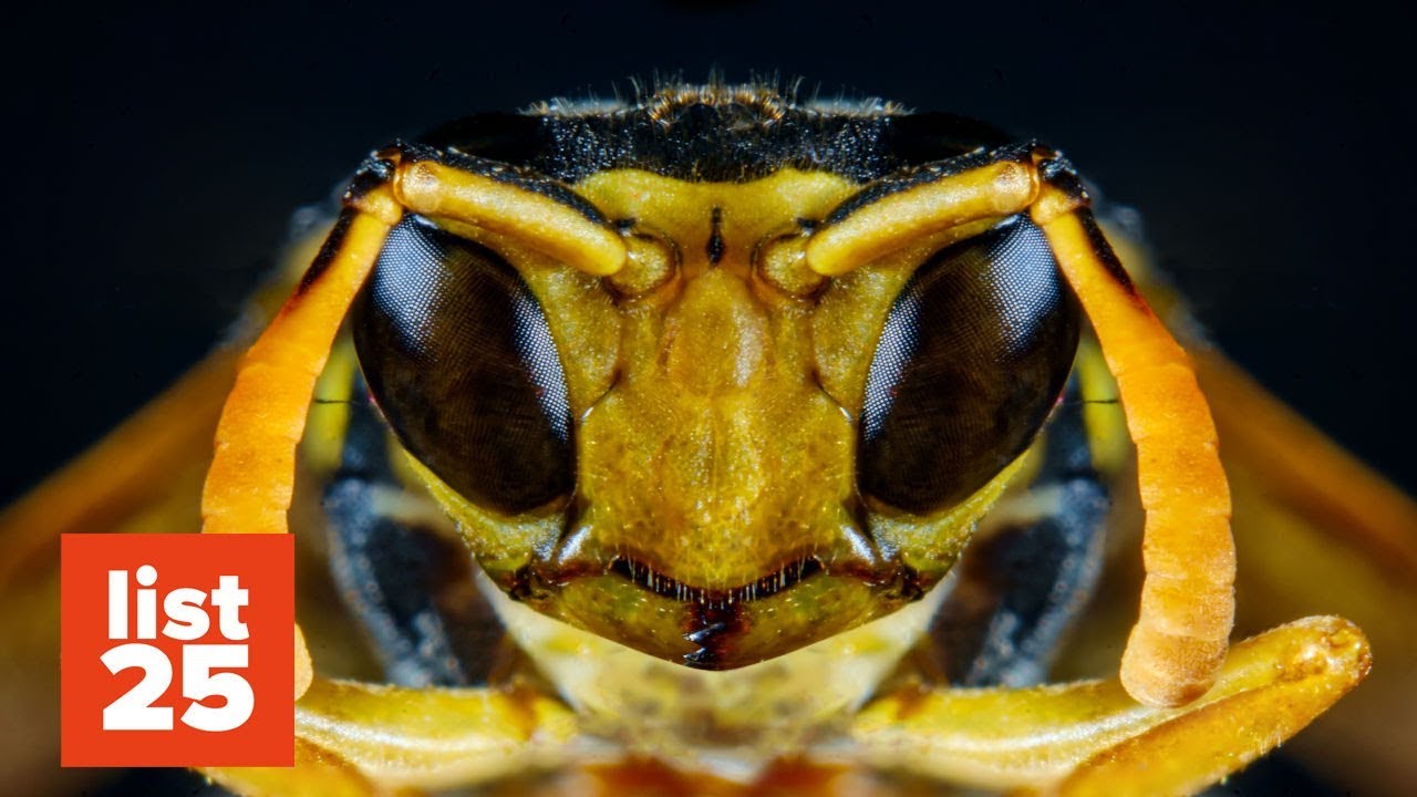 25 Most Dangerous Bugs In The World - YouTube