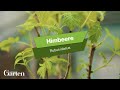 Himbeere Tipps Zur Pflanzung Und Pflege