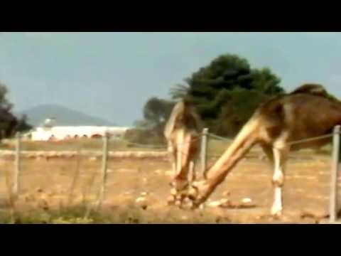 IBIZA, SPAIN   1984   4