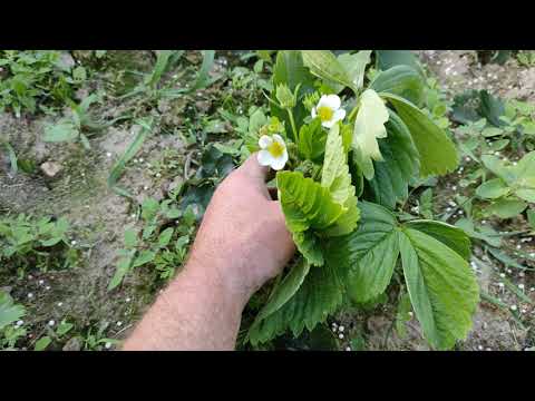 Обзор классный  и стабильных сортов клубники  во время цветения для вашей дачи и огорода.