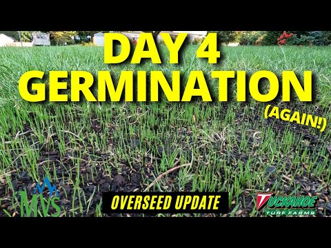 How long does it take for Tall Fescue to germinate? Mountain View Seed Review, Day 4 Germination!