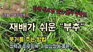 정력과 피로회복에 좋은 약초 채소 부추 무제한으로 키워 먹는 방법 부추 웃거름주는법 부추 정식 6개월째