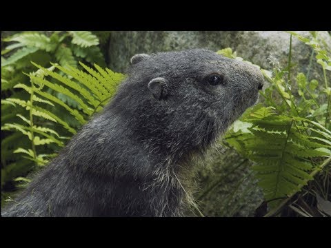 Alppimurmelit kotiutuvat Korkeasaareen