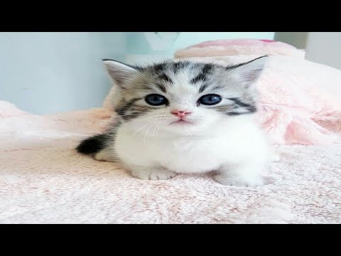 cute baby cat very nice