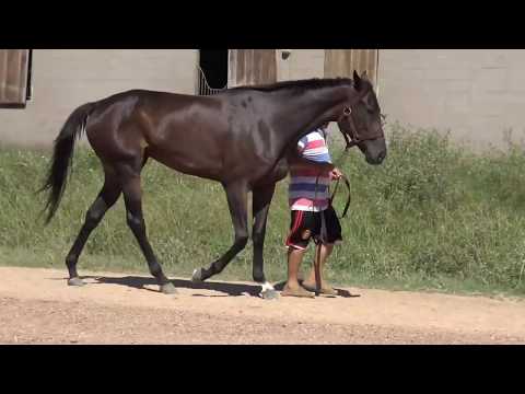 Lote CAROLINE