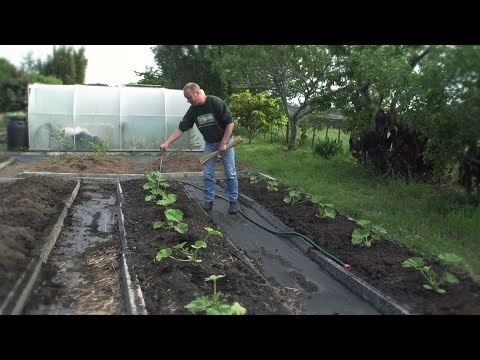 , title : 'How To Plant Pumpkins, Zucchinis And Cucumbers'