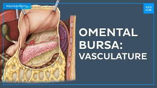 Vasculature of the omental bursa - Quick Anatomy | Kenhub