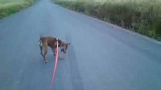 Lucky bär klöven hem. Happy happy happy :)