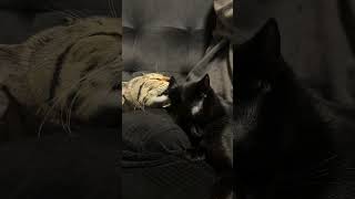 【保護猫】仲良し姉妹😽#shorts #猫 #猫好きさんと繋がりたい #猫のいる暮らし #猫のいる生活