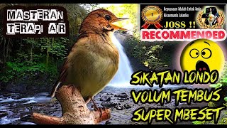 Download lagu Sikatan Londo Gacor Full Isian - Masteran Burung Fighter Full Mbeset Terapi Air mp3 Download lagu Sikatan Londo Gacor Full Isian - Masteran Burung Fighter Full Mbeset Terapi Air mp3