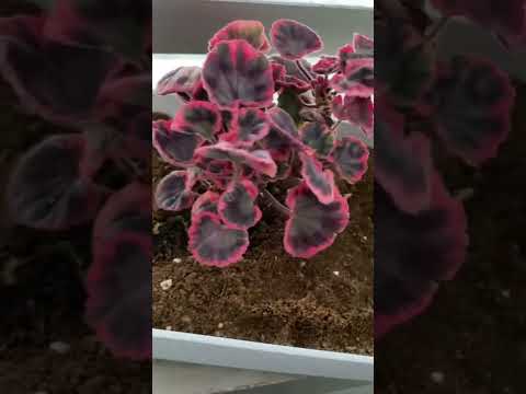 庭や屋内でゼラニウムと組み合わせる植物はどれですか？どういう基準で？  庭園