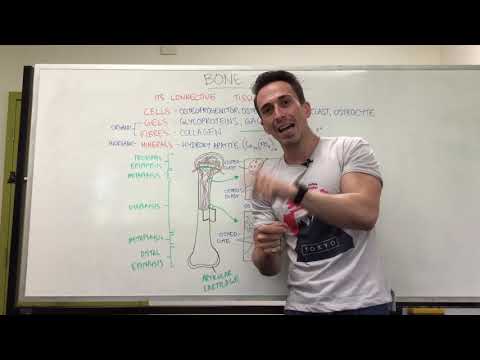 Bony Tissue | Anatomy of a Long Bone