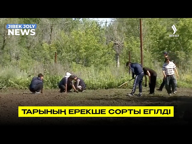 Тарының ерекше сорты егілді